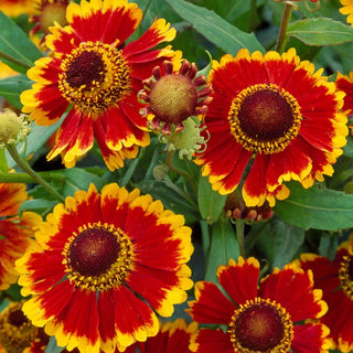 Biedermeier Helenium