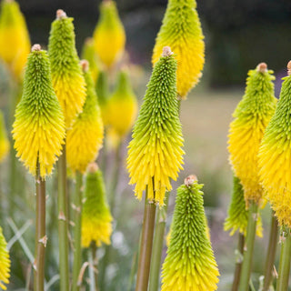 Bees Lemon Red Hot Poker