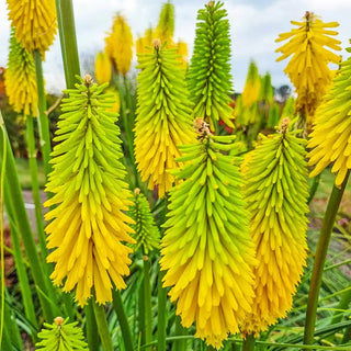 Red Hot Pokers