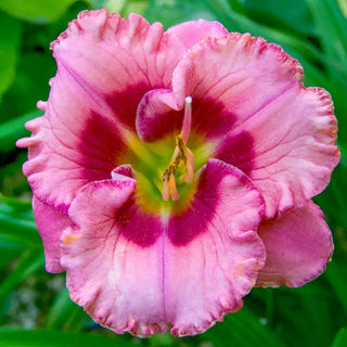 Cherry Valentine Reblooming Daylily