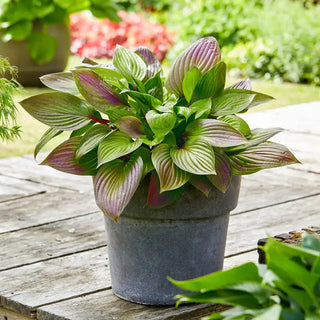 First Blush Hosta