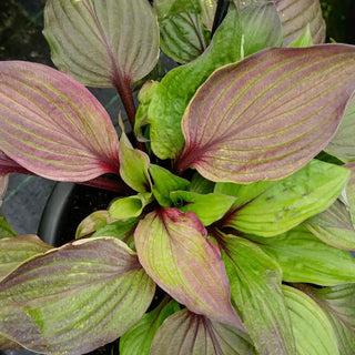 First Blush Hosta