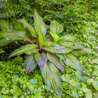 First Blush Hosta