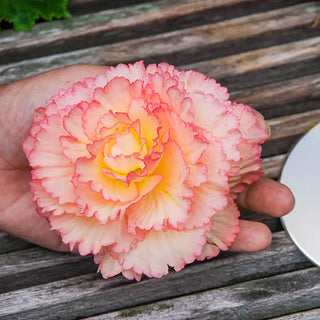 Samba Begonia Mixture