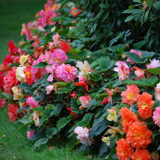 Samba Begonia Mixture