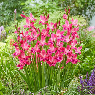 Volcano Hardy Gladiolus