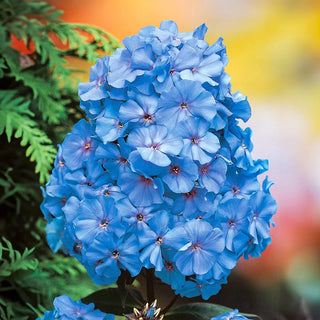 Blue Boy Tall Fragrant Phlox