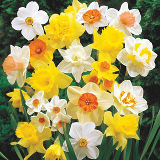 Giant Daffodils For Naturalizing