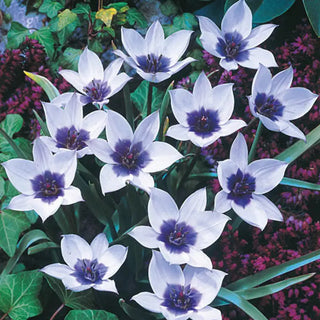 Wild Blue Heart™  Tulip