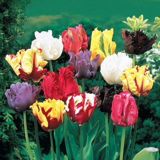 Parrot Tulip Mixture