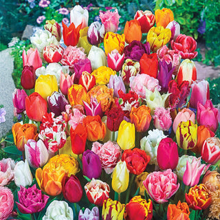 2 Months Of Spring Carnival Tulip Mixture