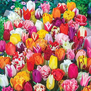 2 Months of Spring Carnival™  Tulip Mixture