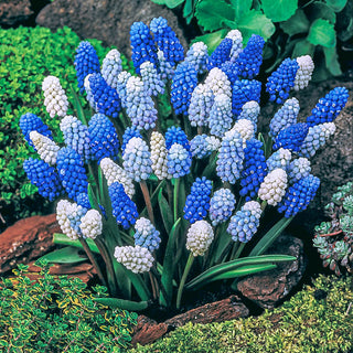 2 Months Of Grape Hyacinths