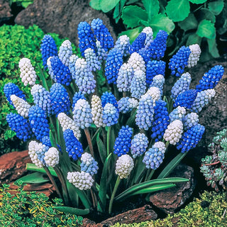 2 Months of Grape Hyacinths