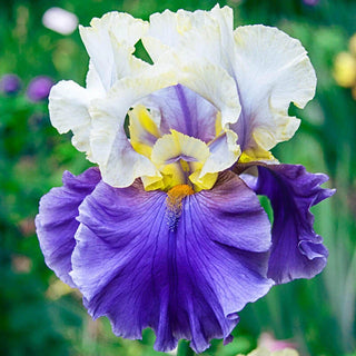 Dream Of You Bearded Iris