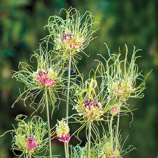 Hair Allium