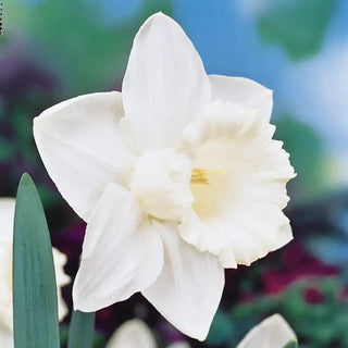 Mount Hood Daffodil