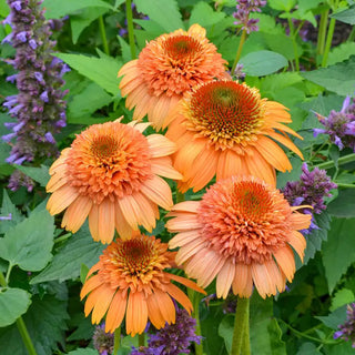 Supreme Cantaloupe Coneflower