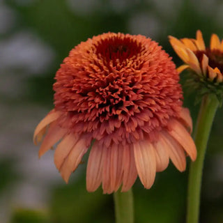 Supreme Cantaloupe Coneflower