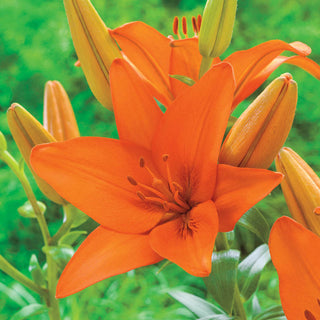 Orange Ton Asiatic Lily