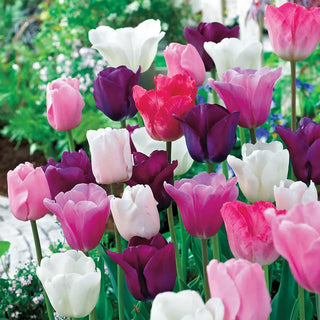 Monet’s Garden™  Tulip Mixture