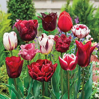 Variatie Red™  Tulip Mixture