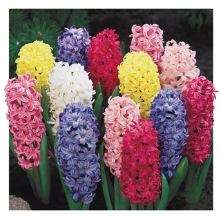 Giant Hyacinth Mixture