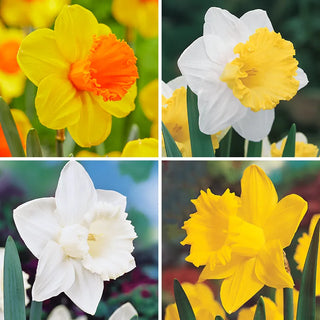 Trumpet Daffodil Collection