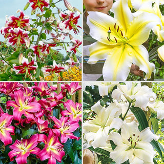 Fragrant Forest Lily Tree® Collection