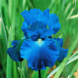 Victoria Falls Reblooming Bearded Iris