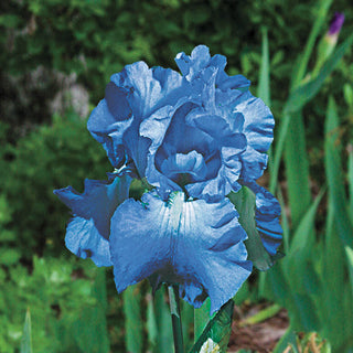 Victoria Falls Reblooming Bearded Iris