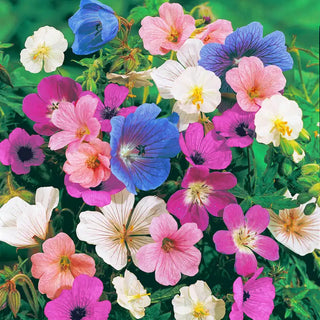 Hardy Geranium Mixture Super Sak