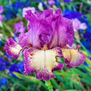 Rock Star Bearded Iris