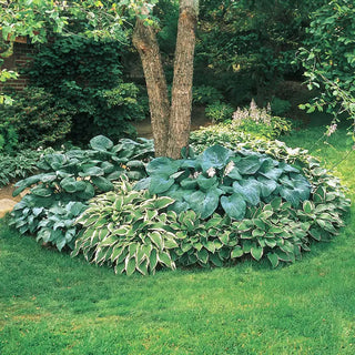 Super Sak Hosta Mixture