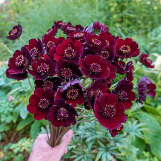 Chocolate Cosmos