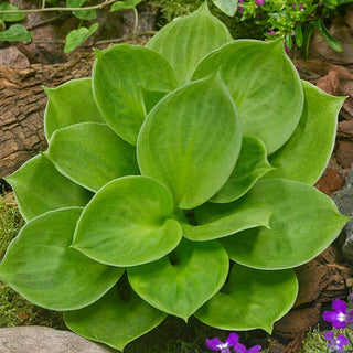 Mini Mouse Hosta Collection