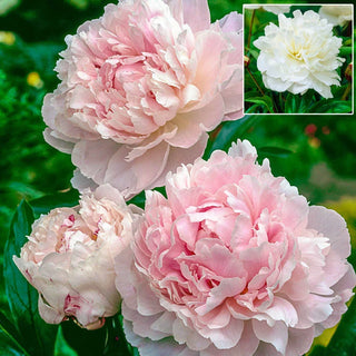 Shirley Temple Peony