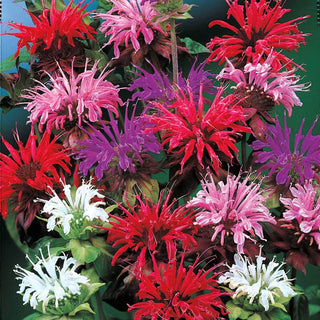 Bee Balm Mixture