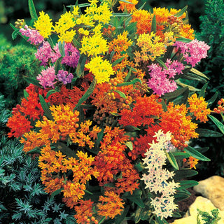 Asclepias Mixture