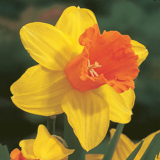 Fortissimo Daffodil