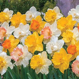 Giant Trumpet Daffodils For Naturalizing