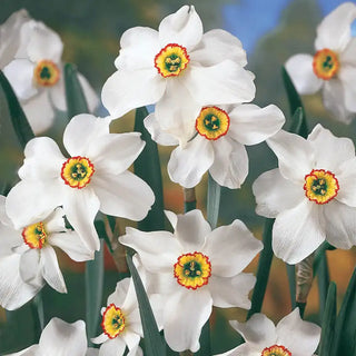 Small Cupped Daffodils