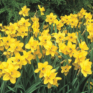 Carlton Daffodil