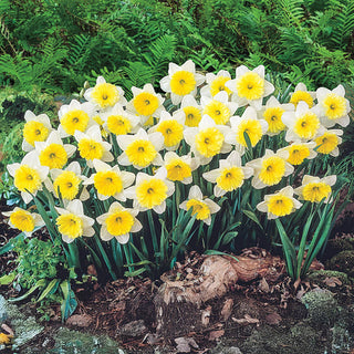 Ice Follies Daffodil