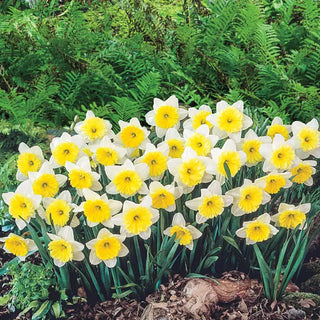 Ice Follies Daffodil