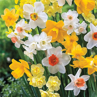 Late Spring Flowering Daffodil Mixture