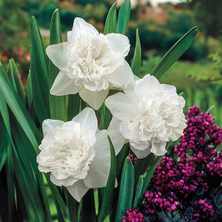 White Favourite Daffodil