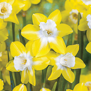 Pipit Daffodil