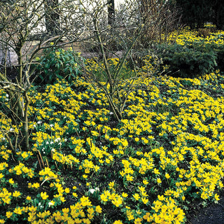 Aconite Winter