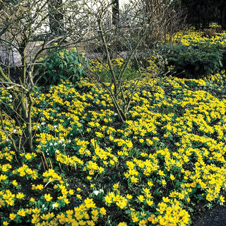 Winter Aconite